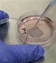 生物3d打印机打印器官人体-生物墨水细胞墨水-生物3D打印机